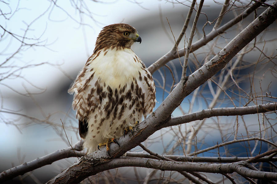 Red-tailed Hawk 2 Photograph by Gary Hall