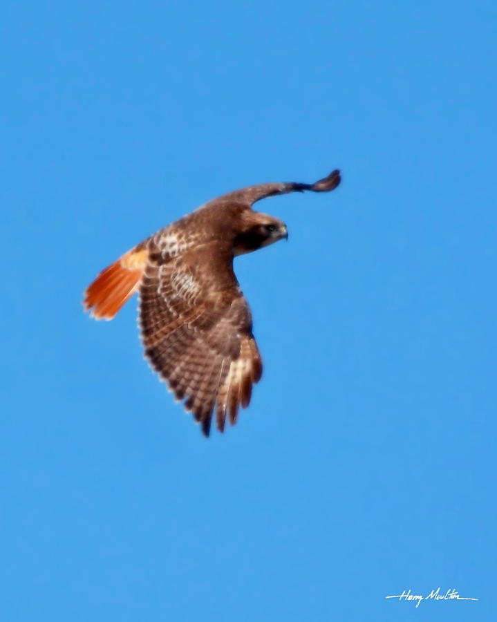 Red-tailed Hawk 2 Photograph by Harry Moulton