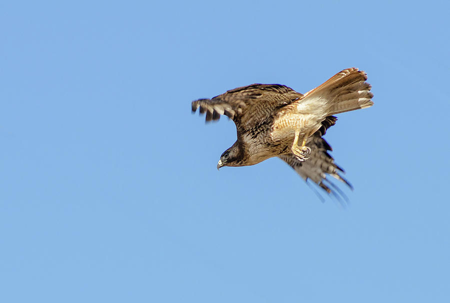 Red Tailed Hawk 2 Photograph by Rick Mosher