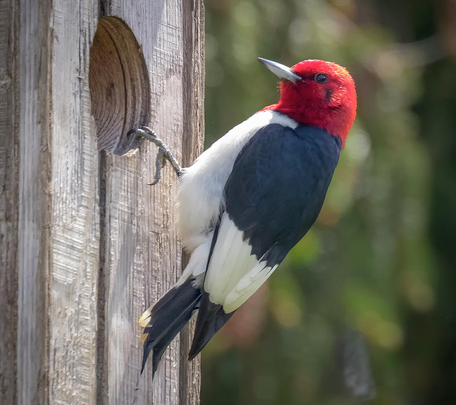 Red-Headed Woodpecker 2018 by Ricky L Jones Red-Headed Woodpecker 2018 by Ricky L Jones