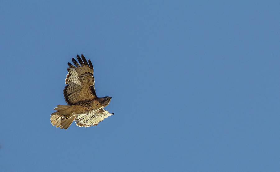 Red Tailed Hawk 4 Photograph by Rick Mosher