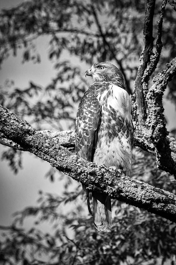 Red Tailed Hawk 5 Photograph by Joye Ardyn Durham