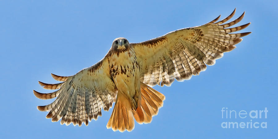 Red Tailed Hawk  5829 Photograph by Jack Schultz