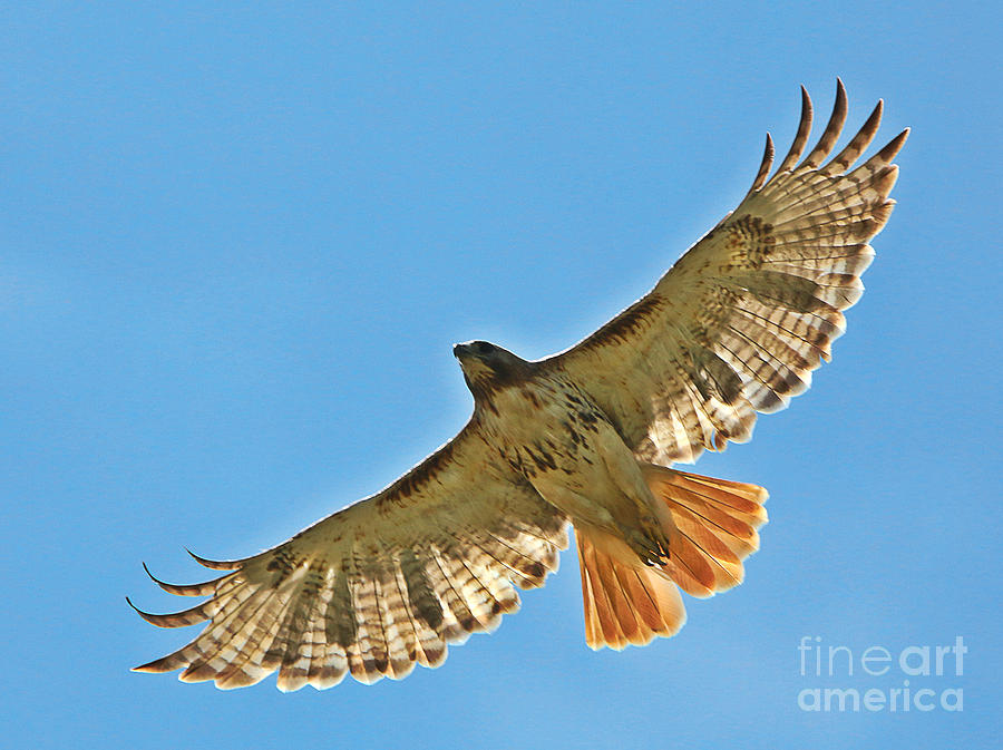 Red Tailed Hawk 5834 Photograph by Jack Schultz