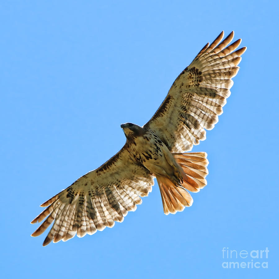 Red Tailed Hawk 5844 Photograph by Jack Schultz