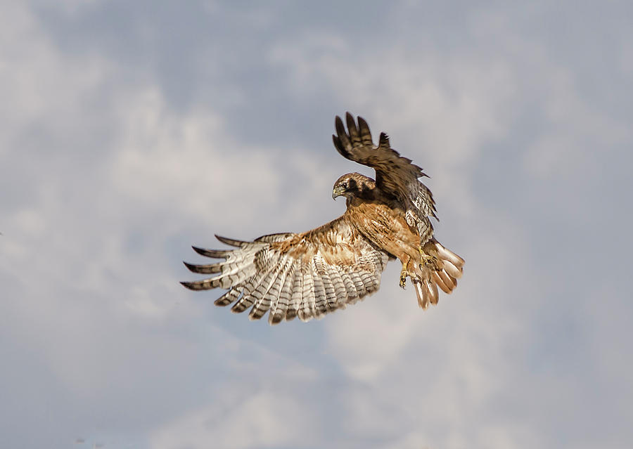 Red Tailed Hawk 6 Photograph by Rick Mosher