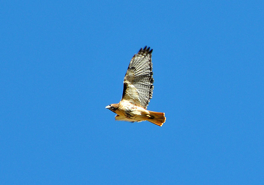 Red Tailed Hawk Photograph by Alan Lenk