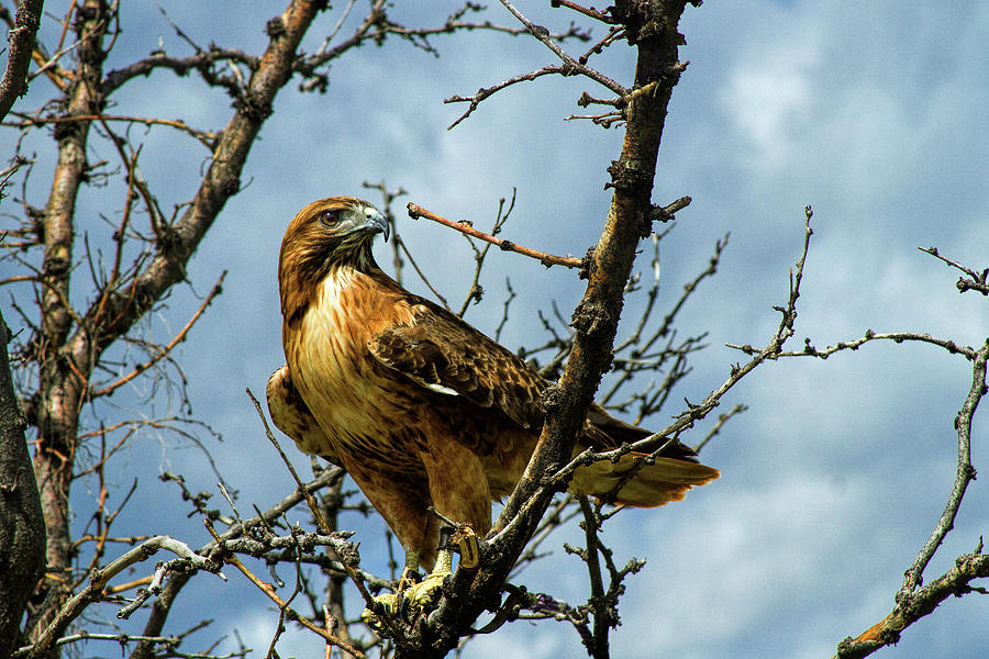 Red-Tailed Hawk Photograph by Alana Thrower