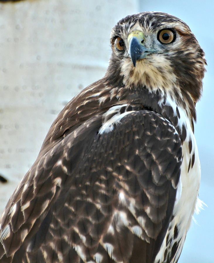 Red Tailed Hawk Photograph by Amy McDaniel