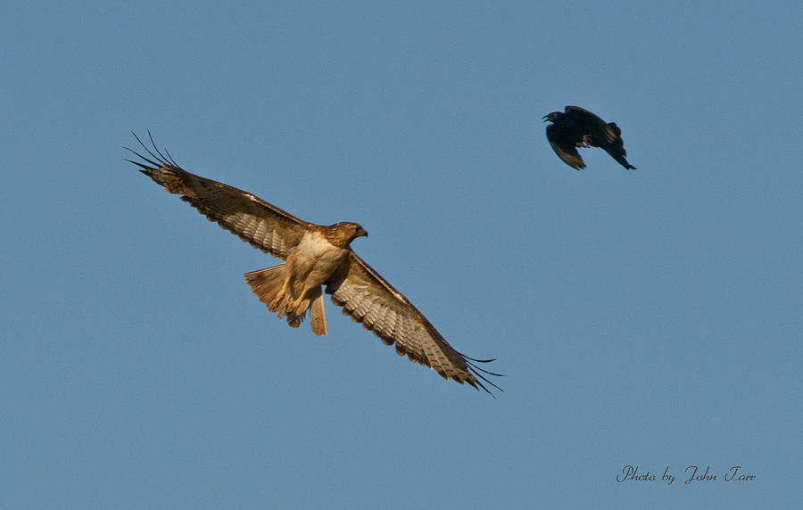 Hawk Photograph - Red-Tailed Hawk and Black Crow Face Off in Midair Battle   by John Tarr Photography  Visual Adventurer