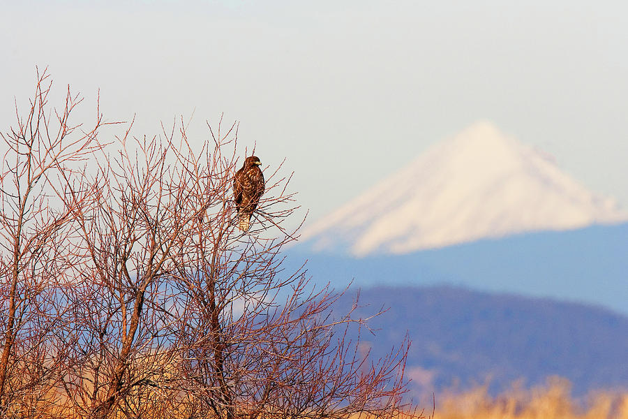 Red-tailed Hawk and Mount Shasta - Northern California Photograph by Ram Vasudev