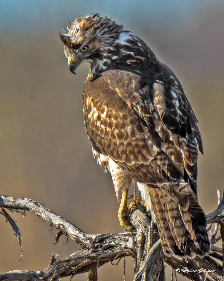 Red-tailed Hawk at Cherry Creek Photograph by Stephen Johnson
