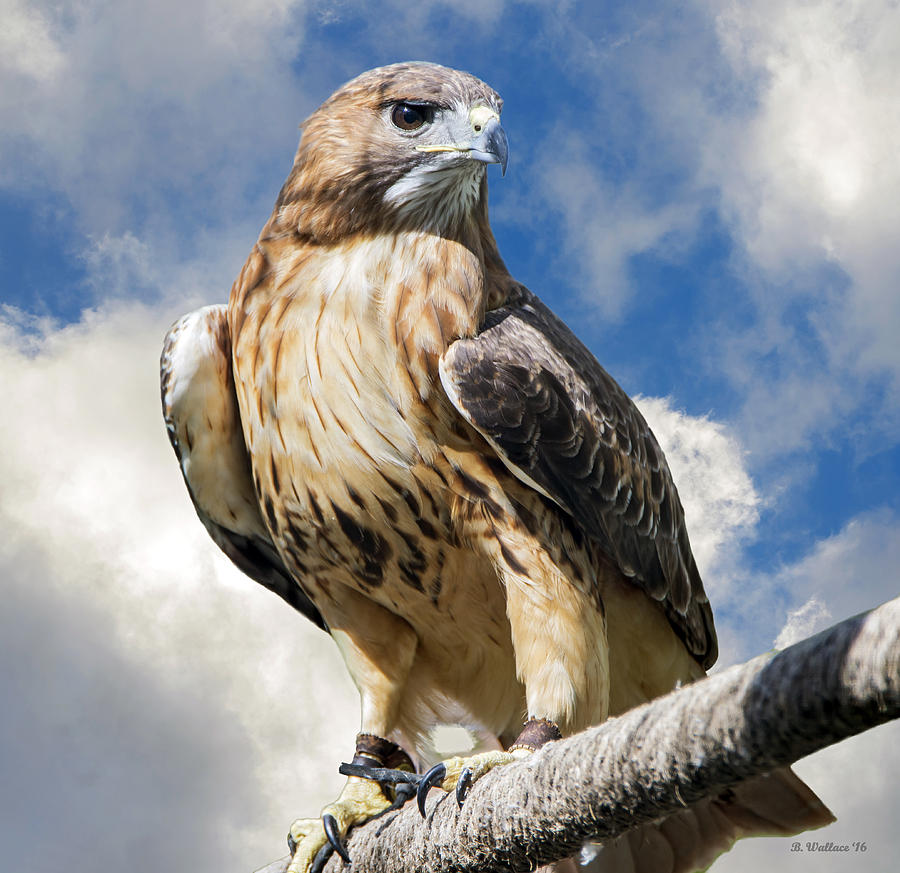 Red-Tailed Hawk Photograph by Brian Wallace