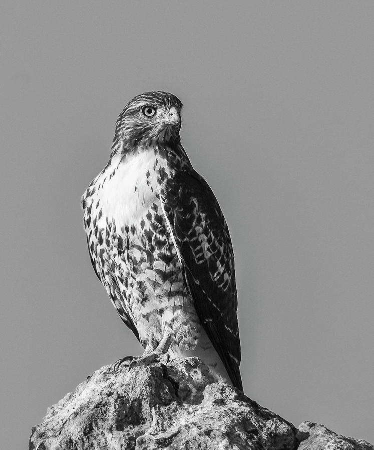 Red Tailed Hawk BW 12 Photograph by Rick Mosher