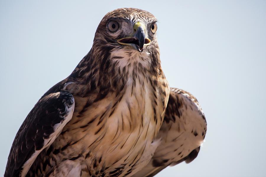 Peregrine Falcon Photograph