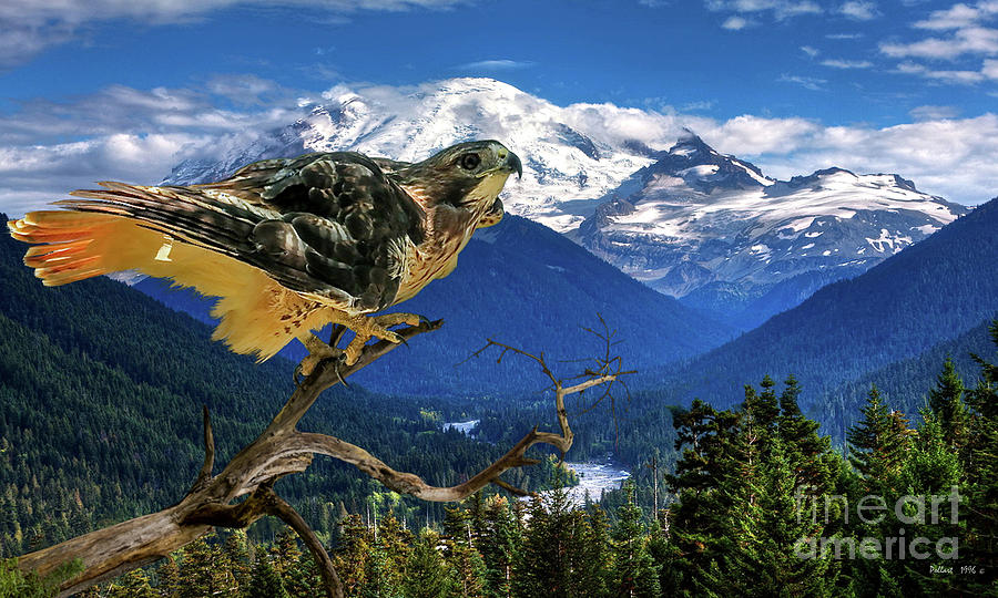 Red tailed Hawk, Chinook Pass, Mt. Ranier Mixed Media by Thomas Pollart
