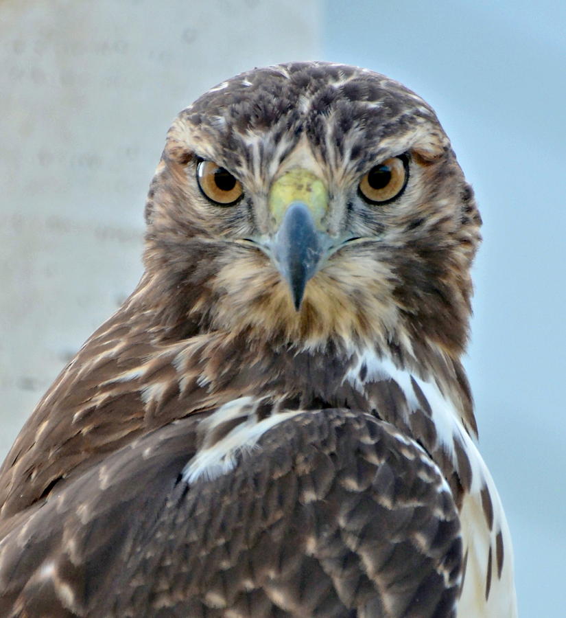 Red Tailed Hawk Close Up Photograph by Amy McDaniel