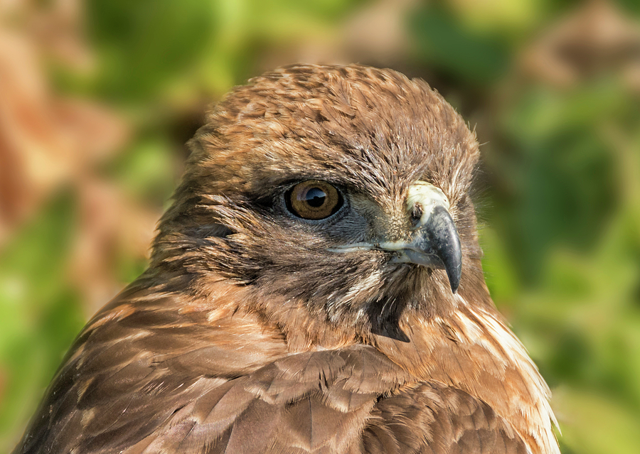Red-Tailed Hawk Closeup Photograph by Loree Johnson