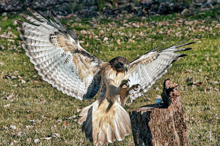 Red Tailed Hawk coming in for the kill Photograph by Dan Friend