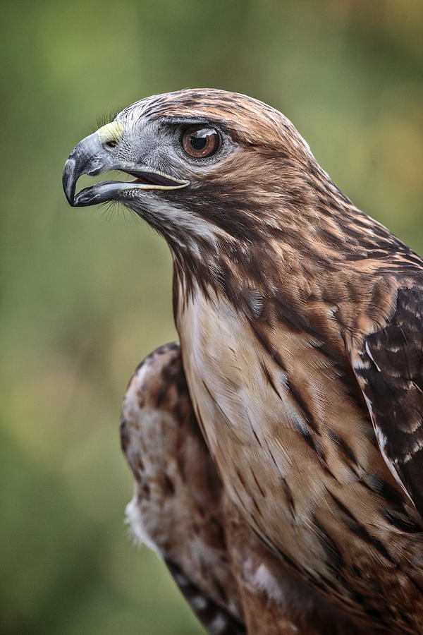 Red Tailed Hawk Photograph by Wes and Dotty Weber