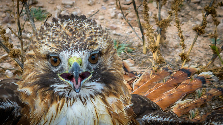 Hawk Photograph - Red-tailed Hawk by David Pine