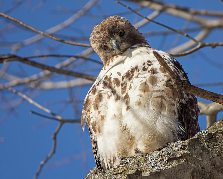 Red Tailed Hawk Photograph by Deborah Ritch