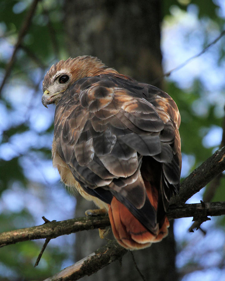 Red-tailed Hawk Photograph by Doris Potter