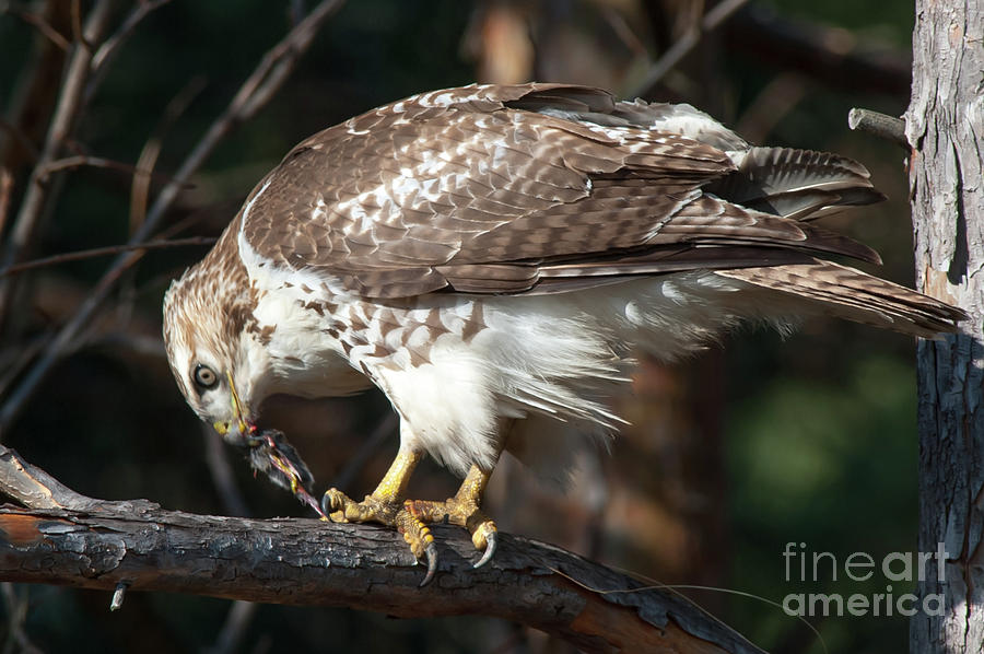 Red-tailed Hawk Eating A Squirrel Photograph