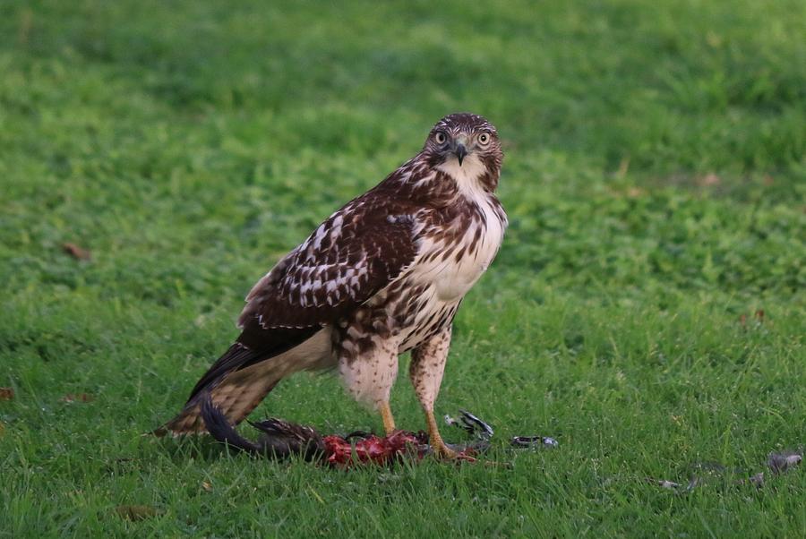 Red-Tailed Hawk Eating Dinner - 2 Photograph by Christy Pooschke