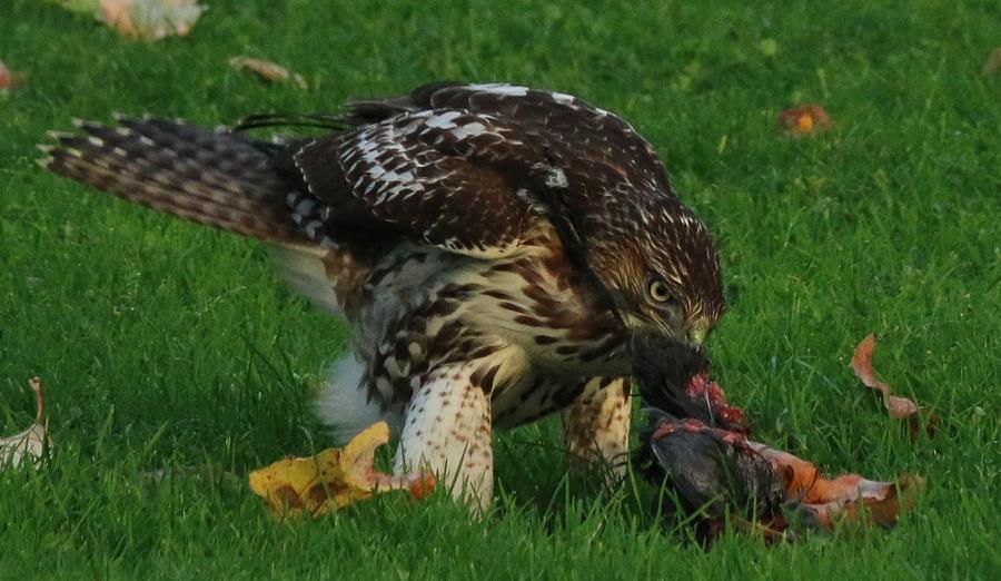 Red-Tailed Hawk Eating Dinner - 3 Photograph by Christy Pooschke