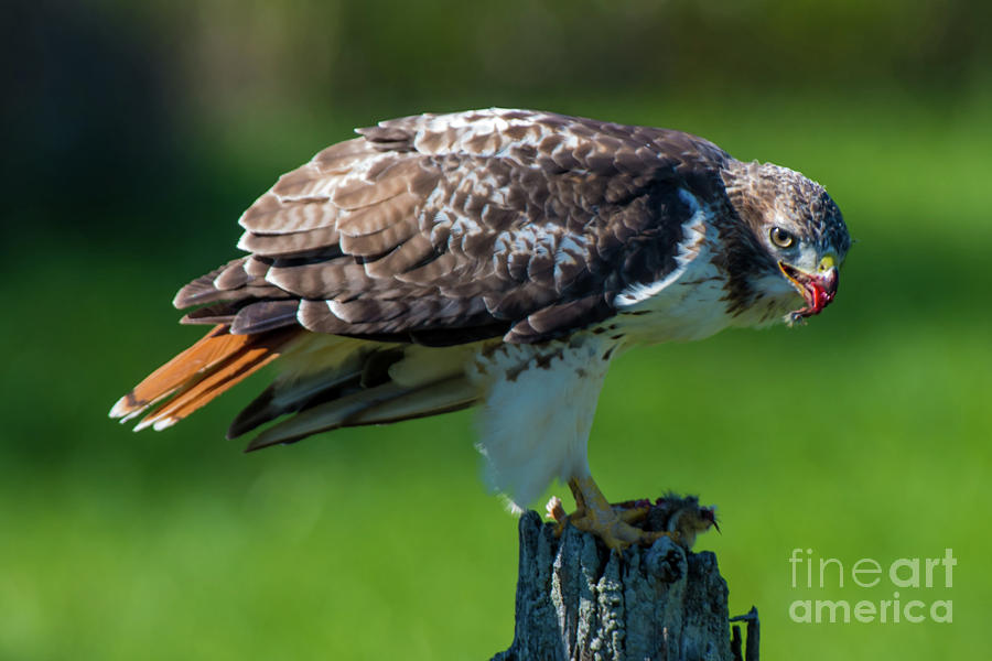 Red-tailed Hawk Eating A Chipmunk Photograph