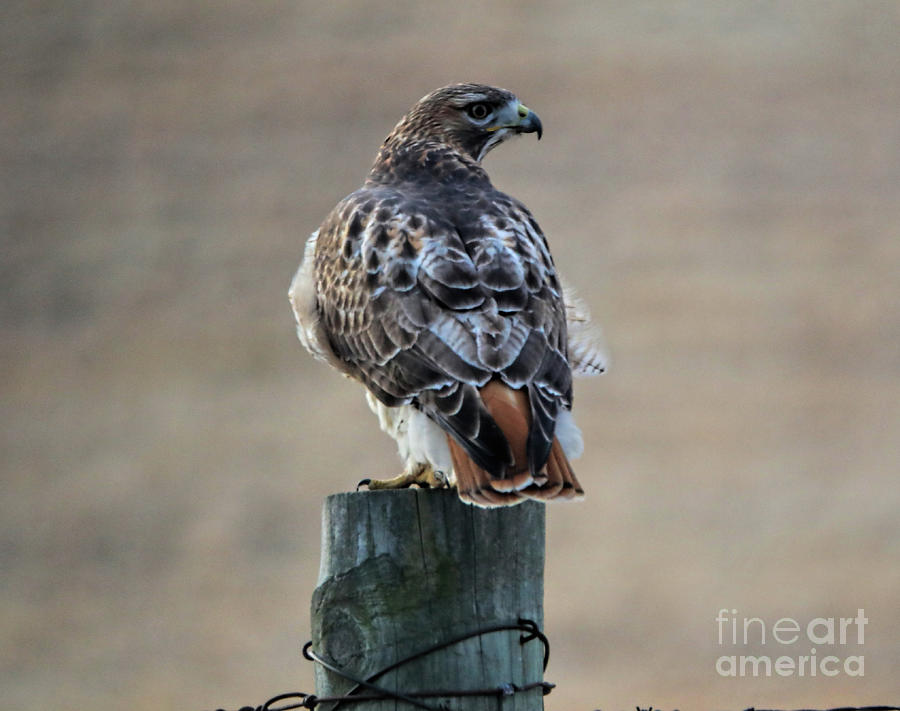 Red-Tailed Hawk Photograph by Elizabeth Winter