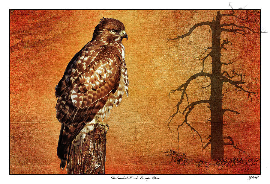 Red-tailed Hawk Escape Plan Digital Art by John Williams