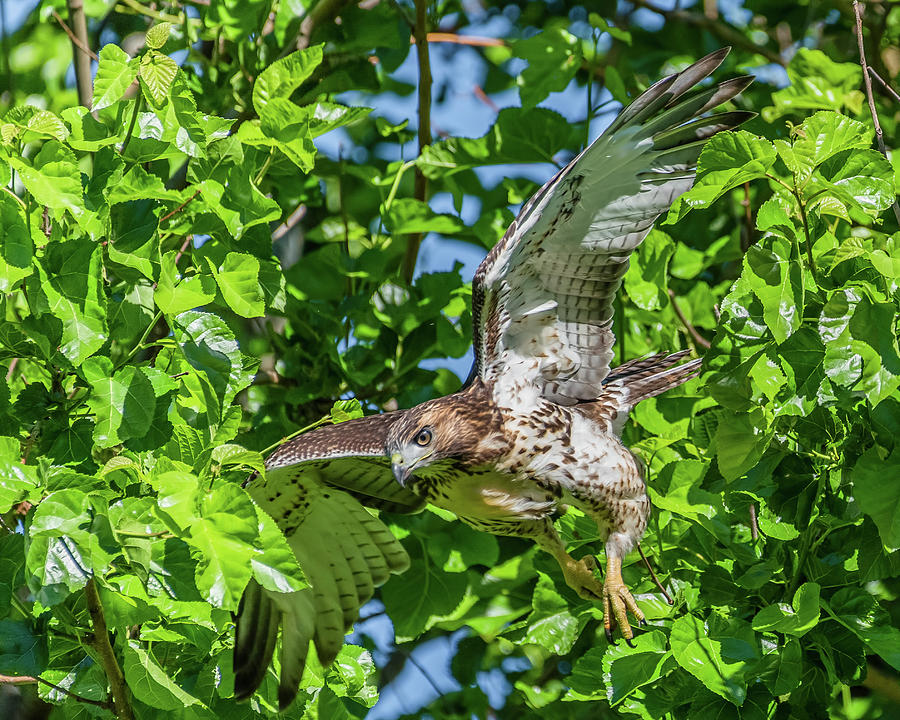 Red-Tailed Hawk Fledgling Flying Photograph by Morris Finkelstein - Pixels