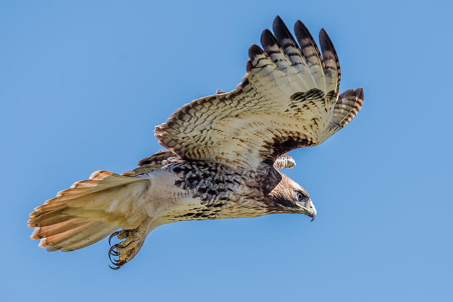 red tailed hawk flying