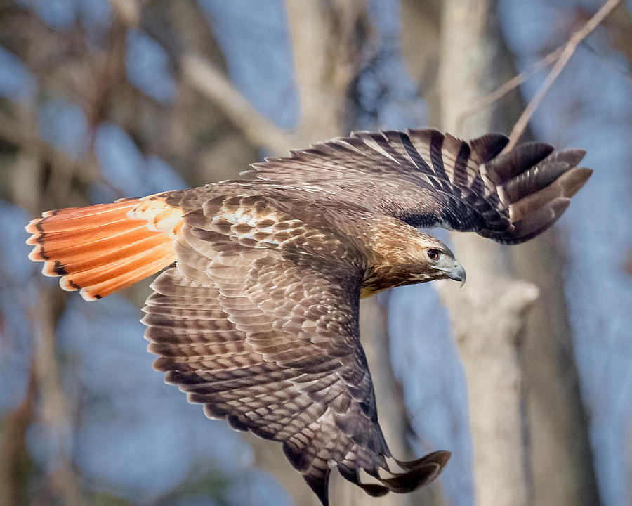 Hawk Photograph - Red Tailed Hawk Flying by Bill Wakeley