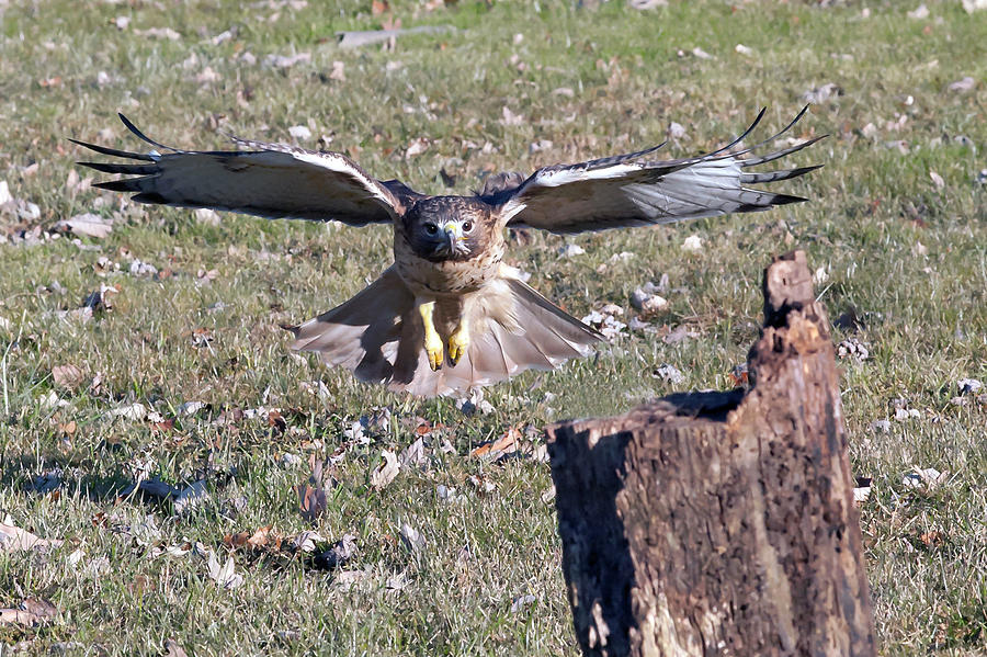Red tailed hawk flying in Photograph by Dan Friend