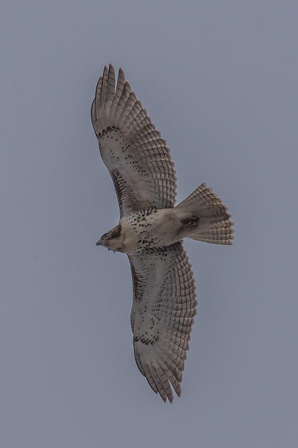 Red Tailed Hawk Flying Photograph by Paul Freidlund