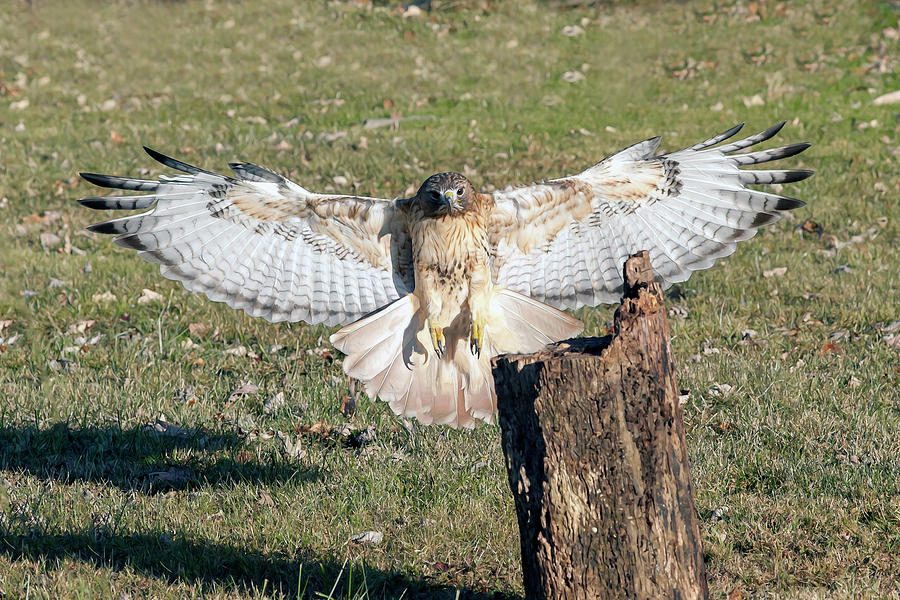 Red Tailed hawk flying to land on log Photograph by Dan Friend