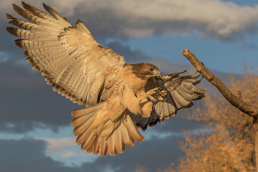 Red-tailed Hawk Focuses on the Landing Photograph by Tony Hake