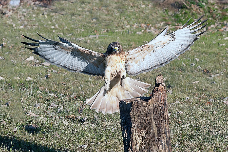 Red tailed hawk getting ready to land on log Photograph by Dan Friend