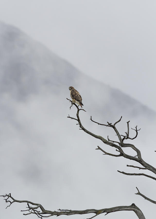 Red Tailed Hawk - Glacier NP Photograph by Belinda Greb