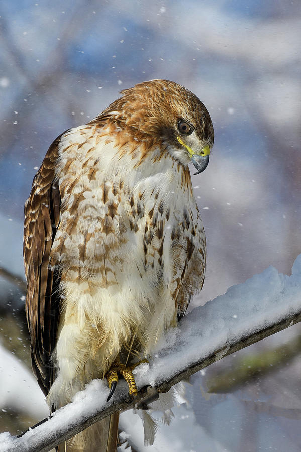 Red Tailed Hawk, Glamour Pose Photograph by Michael Hubley