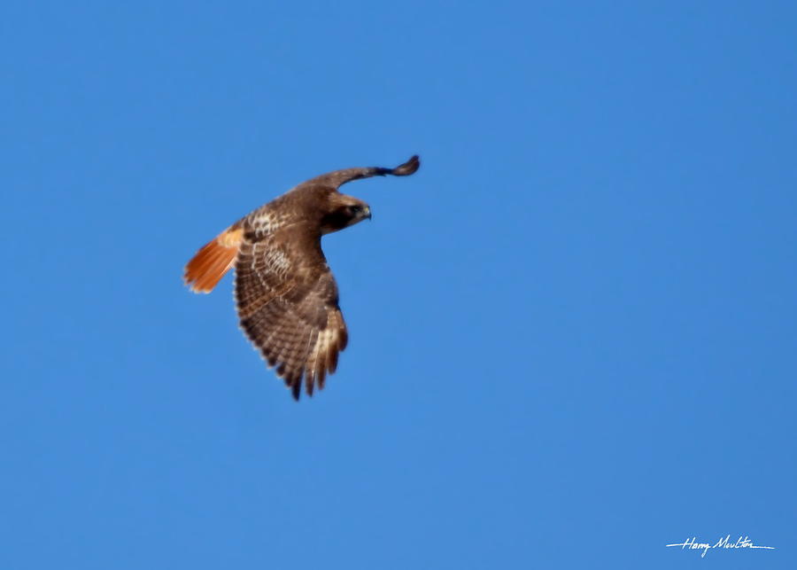 Red-tailed Hawk  Photograph by Harry Moulton