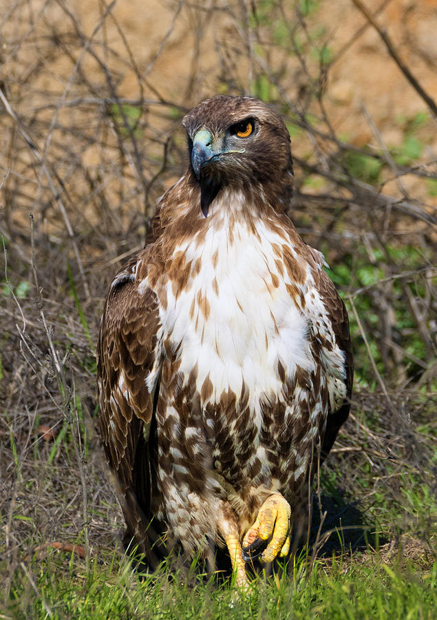 Red-tailed Hawk Hunkered Photograph by Kathleen Bishop