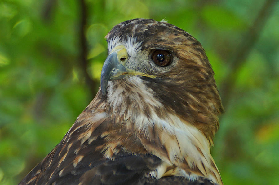 Red-tailed Hawk 3 Photograph by Sandy Keeton