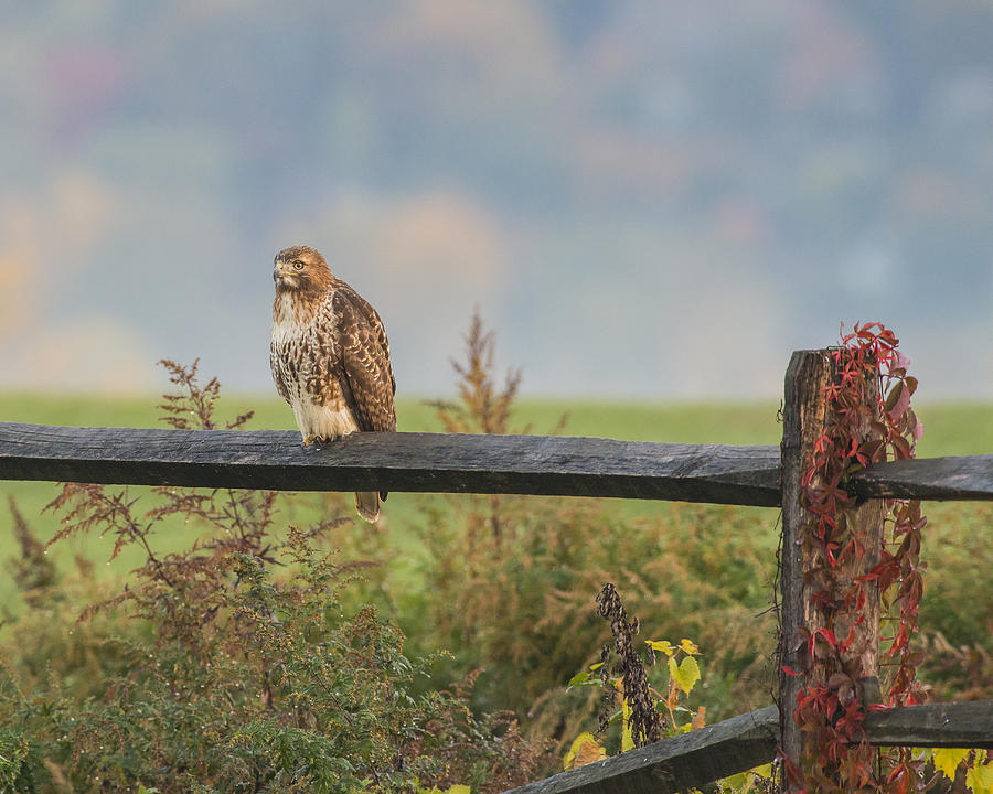 Red-Tailed Hawk in Autumn by Morris Finkelstein.