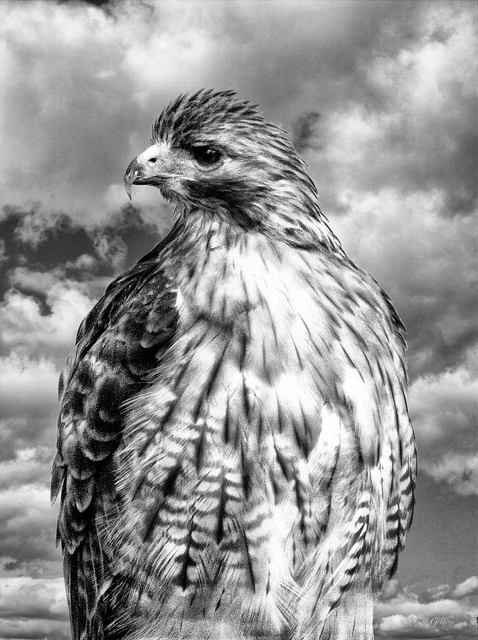 Red-Tailed Hawk in Black and White Photograph by Constantine Gregory