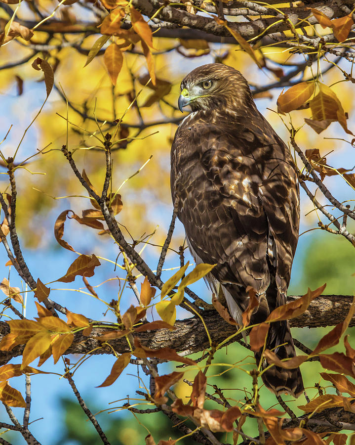 Red-tailed Hawk in Fall Color Photograph by Dawn Key