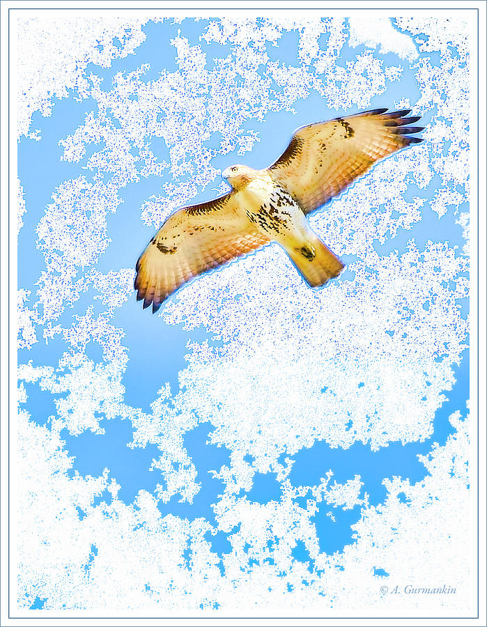 Red-tailed Hawk in Flight Digital Art by A Macarthur Gurmankin